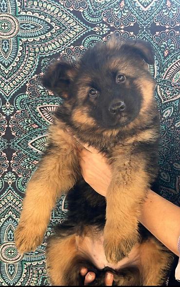 Продажа собак: Немецкая овчарка, 2 месяца, Самка at lalafo.kg — 1 Продажа собак: Немецкая овчарка, 2 месяца, Самка — 1