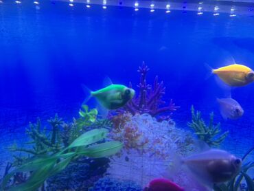 Balıqlar: Glofish, Sülhsevər, Ödənişli çatdırılma — 4