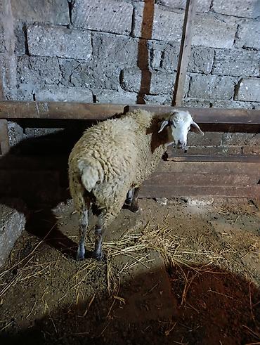it sat: Dişi, il: 1, Ətlik — 1