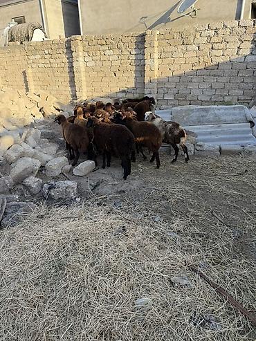 at satisi qiymetleri: Salam aleyküm 23 baş quzdu 6 dışı 17 erken kom 320 m tek tek 280 dan — 1