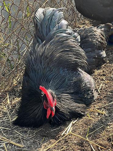 Toyuqlar: Toyuq, Australorp, Damazlıq — 15