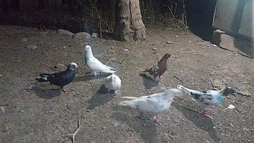 Salam