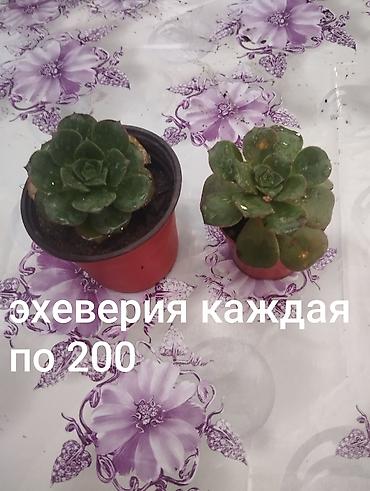 Другие комнатные растения: Комнатные растения 1) Сансевиерия (сансевьера, «тещин язык») - — 12