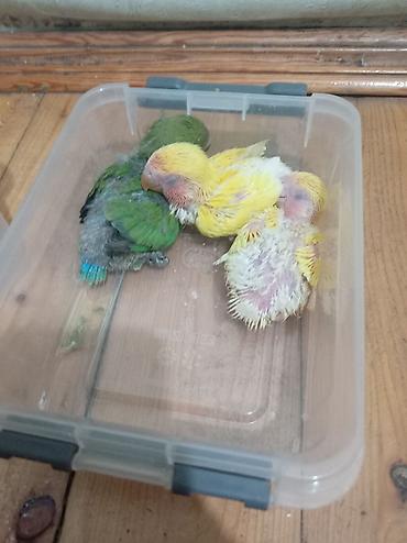 qus iran: Qiymət 1nə aiddir! Sevimli yavru dalğıç papağanlar (lovebird) – əl ilə — 1