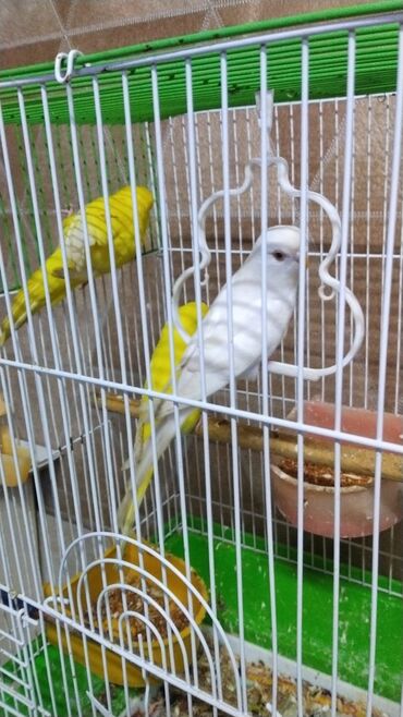 вислоухий шотландец котенок: Qefes qarisiq 2 qus hazir cut 45 azn qefesleNöv: Nimfa (Cockatiel)