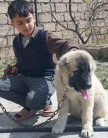 i̇tler: Qafqaz çoban iti, 7 ay, Erkək, Peyvəndli — 1