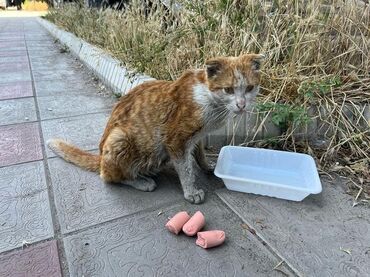 рыжие коты: По просьбе ⬇️⬇️⬇️⬇️ 🆘🆘🆘 Бишкек Котику нужна помощь ! Очень