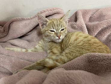 жалал абад кошки: Кошка даром: Беспородная, 2 месяца, Мальчик — 3