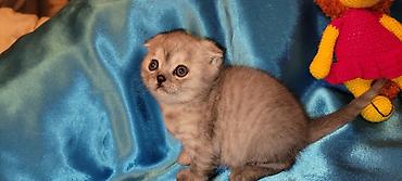 Кошки: Шиншилла, Самец, Самка, В добрые руки, Платная доставка, Доставка в районы, Бесплатная доставка — 3