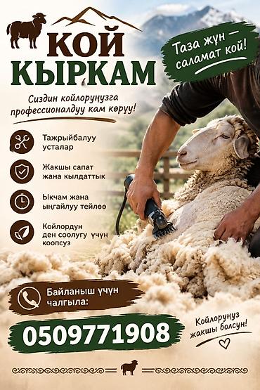для стрижки баранов: Профессиональная стрижка овец. Услуга для владельцев овец с акцентом — 1