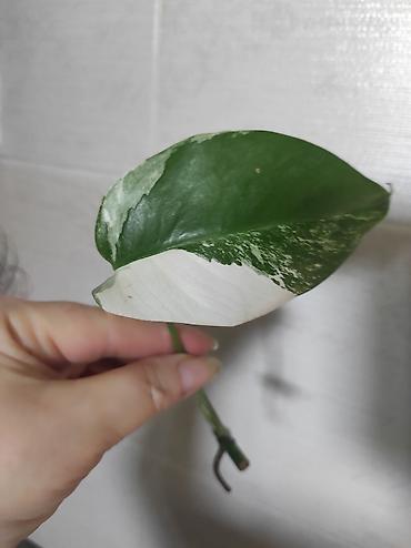 Монстеры: Монстера Альба Монстера Тайское Созвездие, черенки и взрослые цены — 26