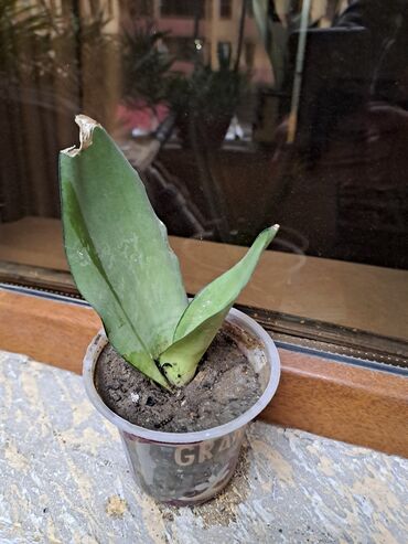 Otaq bitkiləri: Сансивьера голубая — 4