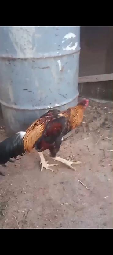döyüş xoruzu: Məhsul: Qara-qızılı rəng palitrasında döyüş tipli xoruz Təsvir: - — 1