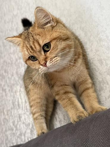 Скотиш Страйт (Шотландская прямоухая), 8 месяцев, Девочка