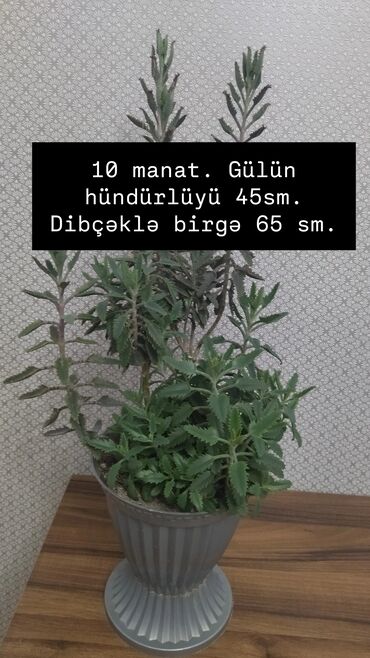 tülpan gülü şəkilləri: Müxtəlif növ ev gülləri