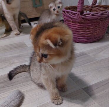 Pişiklər: Şotland, Erkək, Dişi, Yaxşı əllərə, Ünvandan götürmə — 14