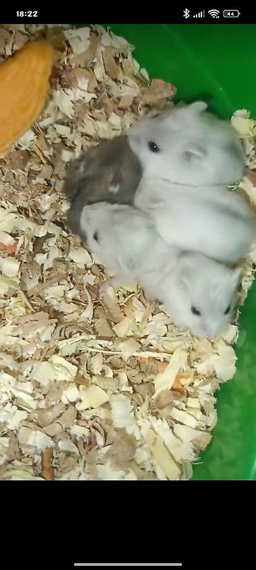 Gəmiricilər: Yeni 2mərtəbəli qəfəs 2xomyak ağ və boz🐭 qəfəsin içində Fırlanan çarxı — 4