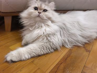 Pişiklər: Dişidi çütleşdirilir 0702500507 — 2