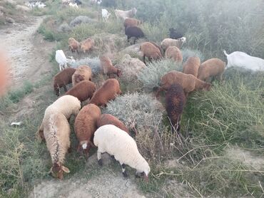 heyvan bazari inekler: Qoyun-keçi sürüsü quzular 21 hevedi 19 dişi 2 erkek kom 200 lə tek tek