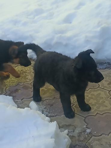 Продажа собак: Продаются щенки чистый немецкий овчарки воз 1 месяца только званиит — 3