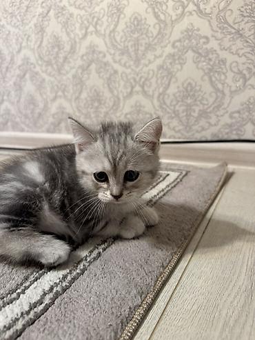 Продажа кошек: Очаровательный котёнок шотландской вислоухой породы в серебристом — 4