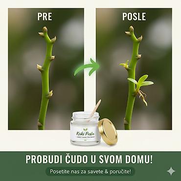 vozic za cvece: Keiki pasta za razmnozavanje i produzetak cvetanja vaše — 2