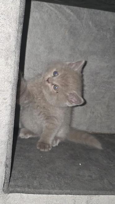 Pişiklər: Şotland, Erkək, Dişi, Yaxşı əllərə, Ünvandan götürmə, Pulsuz çatdırılma, Ödənişli çatdırılma — 6