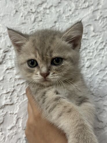 отдам в хорошие руки маленькую собачку: Dişi, Yaxşı əllərə, Ünvandan götürmə