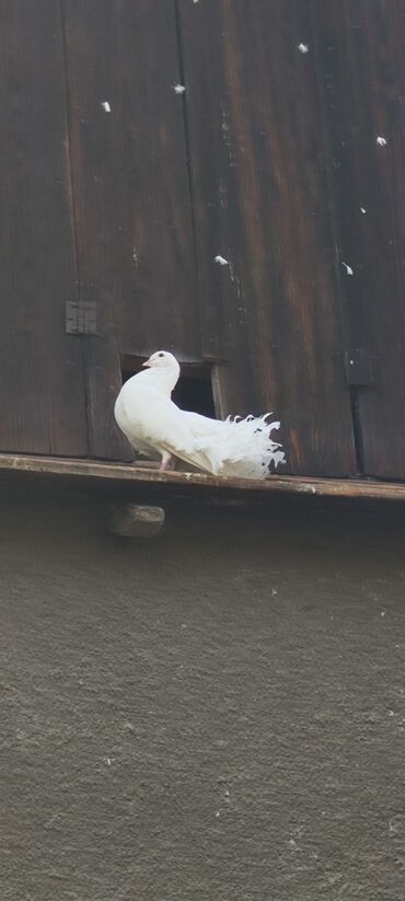 Птицы: Продаю голубей Павлинов — 6
