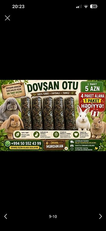 pekines bala: Mərdəkan bölgəsindən Holland cinsi dovşanlar satılır – sevgi dolu — 2