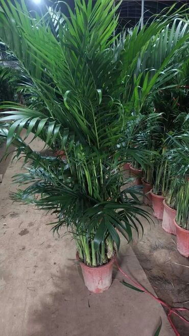 Пальмы: Пальмы Кофейное деревоПальмы,Фикусы и тд — 5