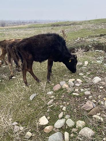 Коровы, быки: Продаю | Бык (самец) | Полукровка | Для разведения — 2