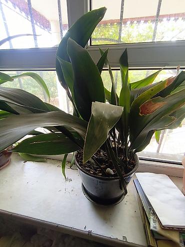 Аспидистра (Aspidistra elatior) в горшке - Крупное комнатное растение