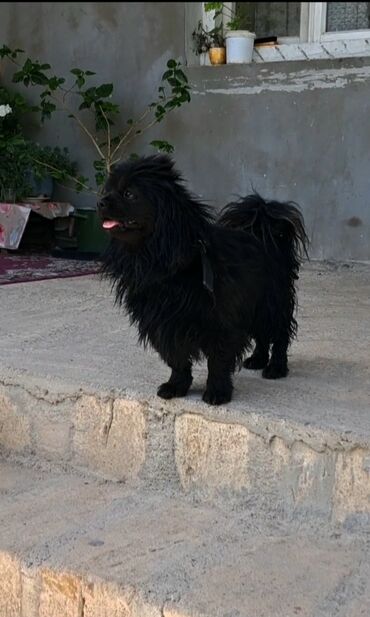 pekines: Pekines, 7 ay, Erkek, Ünvandan götürmə, Ödənişli çatdırılma, Rayonlara çatdırılma