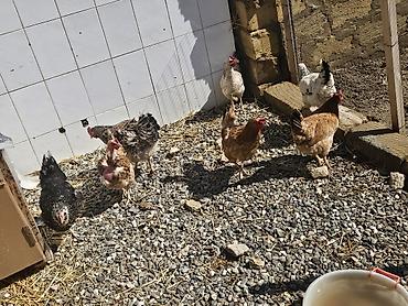 Toyuqlar: Toyuq, Yumurtalıq — 5