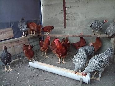 курочки: Продаю | Куры | Для разведения — 3