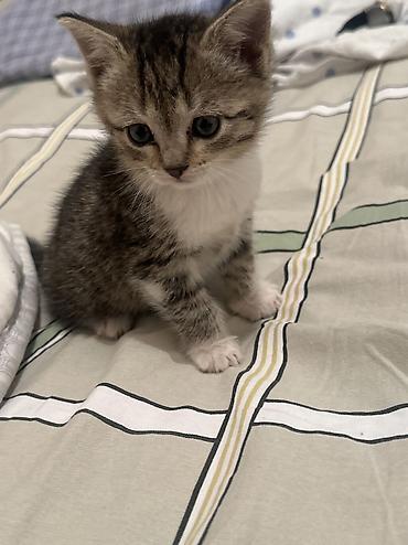 кошка серая: Кошка даром: Беспородная, 2 месяца, Девочка — 1