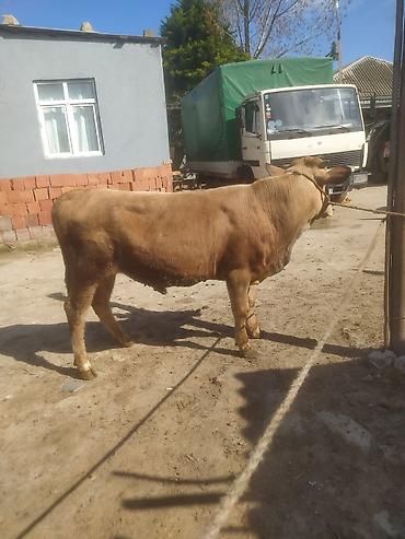 Inəklər, öküzlər: Inəklər, öküzlər — 14