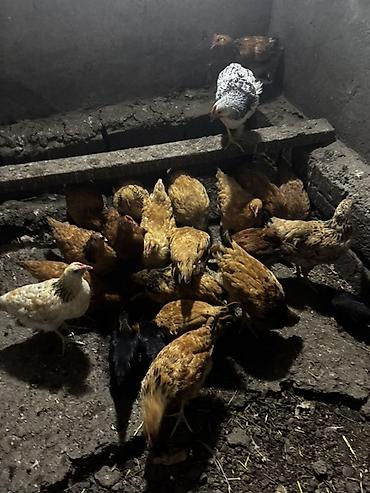 tutuquşu satışı: Курица, Для разведения — 1