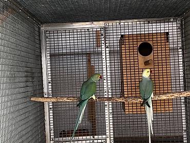 Птицы: Предлагаются ожереловые попугаи разных окрасов, включая желтый, синий — 12