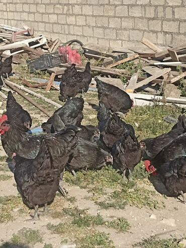 toyuqlar satılır: Курица, Australop, Для разведения