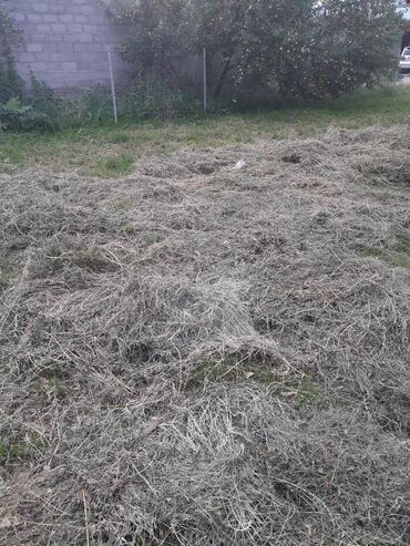 аренда электро инструмент: Уруктар тоют өсүмдүктөрүнүн: Беде, Өзү алып кетүү