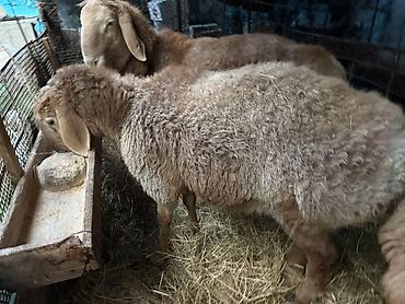 Баран, овца: Продаю | Баран (самец) | Для разведения | Осеменитель — 7