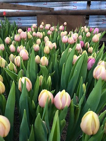 Букеты из живых цветов: Продаем тюльпаны оптом! Луковица голландская, выращенные в — 9