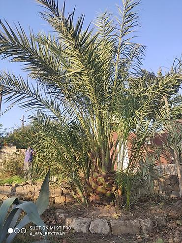 yasəmən agaci: Xurma (xurma xurması) palm ağacı - Növ: Phoenix dactylifera (xurma — 1
