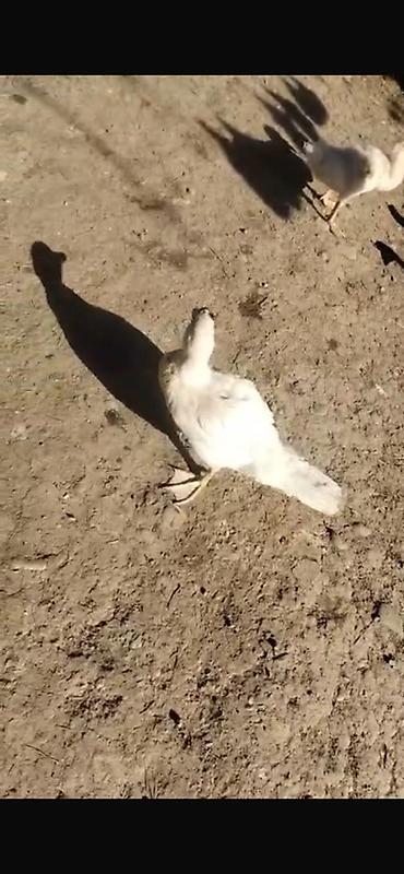 cucə və xoruz təmsil: Ağ rəngli ev quşu – toyuq. - Açıq həyətdə saxlanıb, azad gəzinti ilə — 1