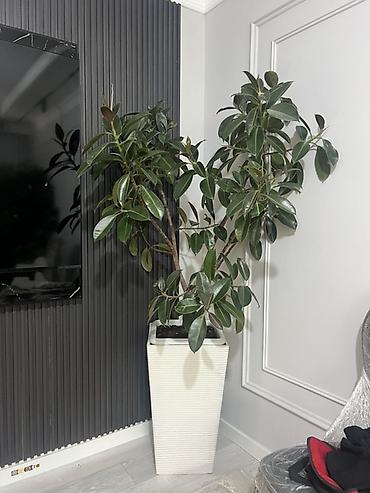 Фикусы: Фикус Бенджамина в напольных кашпо - Два взрослых деревца в отдельных — 49