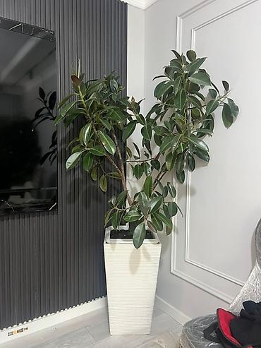 Монстеры: Монстера вариегатная (Monstera deliciosa variegata) — комнатное — 24