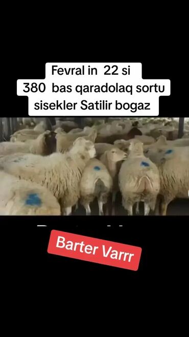 Qoyunlar, qoçlar: 380 baş qaradolaq sortu Satilir Şişek Bogaz hissi hisse verilir real