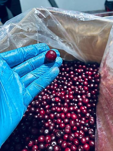 бак 200: 🍒 СРОЧНО ПРОДАЁТСЯ ВИШНЯ С КОСТОЧКОЙ! ❄️ Замороженная вишня высокого — 2